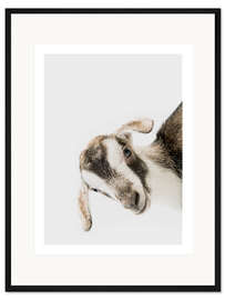 Gerahmter Kunstdruck Freundliche Ziege