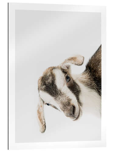 Gallery print Friendly Goat