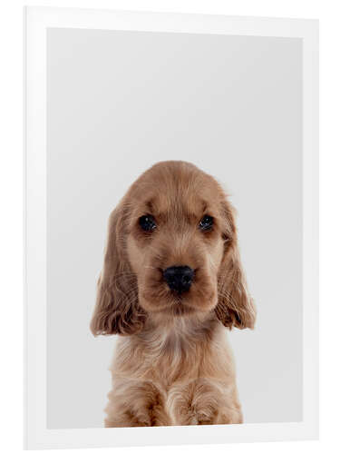 Foam board print Cocker Spaniel Puppy