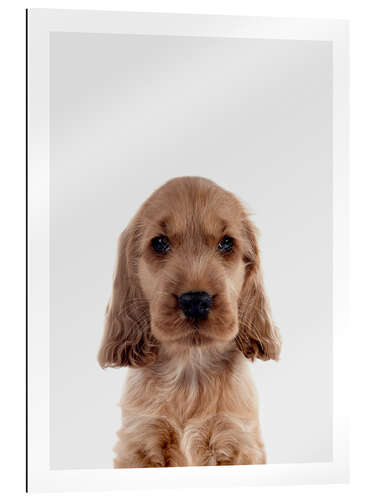 Gallery Print Cocker Spaniel Welpe