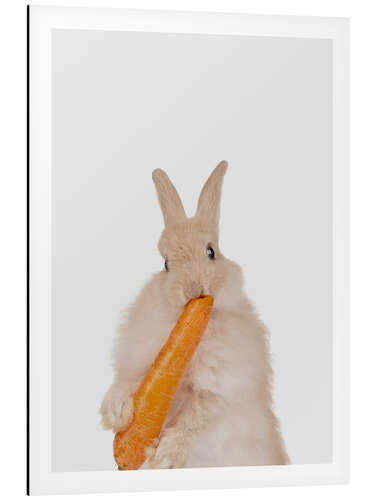 Aluminium print Rabbit with a carrot II