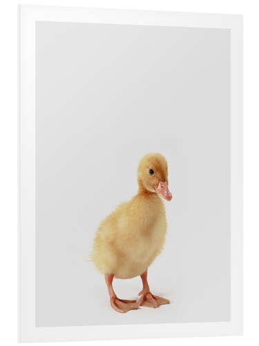 Foam board print Duckling IV