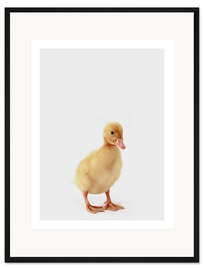 Gerahmter Kunstdruck Entenküken IV
