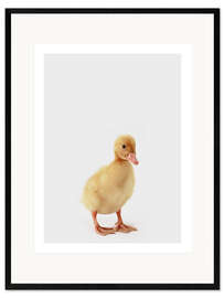 Ingelijste kunstdruk Duckling IV