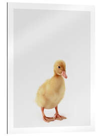 Gallery print Duckling IV