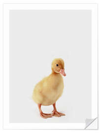 Självhäftande poster Duckling IV