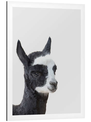 Aluminium print Friendly Alpaca