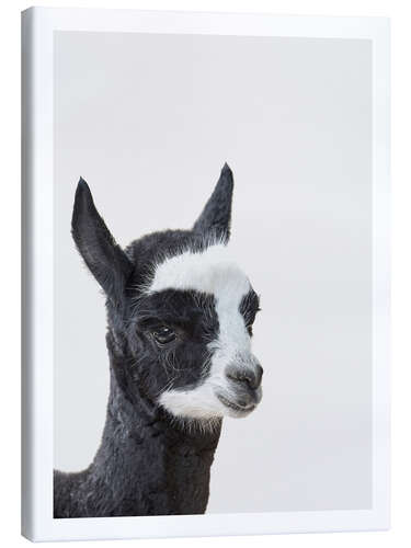 Canvas print Friendly Alpaca