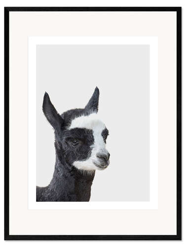 Stampa artistica con cornice Friendly Alpaca