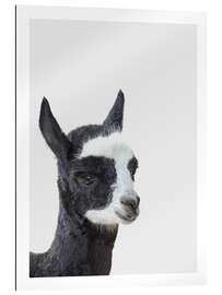 Gallery print Friendly Alpaca