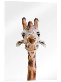Acrylic print  Funny Giraffe - Animal Kids Collection