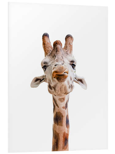 Foam board print Funny Giraffe