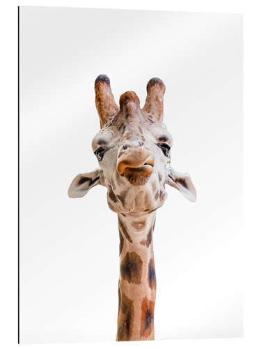 Gallery Print Witzige Giraffe