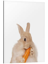 Aluminium print Bunny with a carrot I