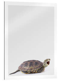 Gallery print Happy Turtle