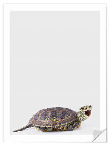 Sticker mural Tortue heureuse