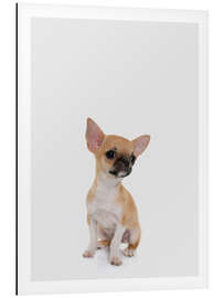 Aluminium print Baby Chihuahua