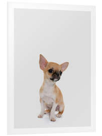 Foam board print Baby Chihuahua