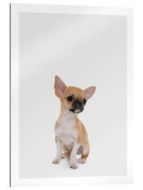 Gallery Print Baby Chihuahua