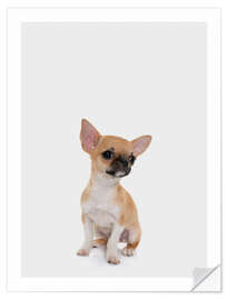 Wall sticker Baby Chihuahua - Animal Kids Collection