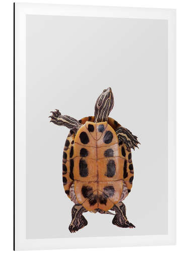 Cuadro de aluminio Dancing Turtle
