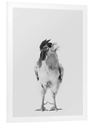 Stampa su PVC Fancy Rooster I