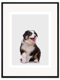 Gerahmter Kunstdruck Australian Shepherd Welpe III