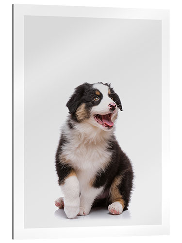 Gallery print Australian Shepherd Puppy III