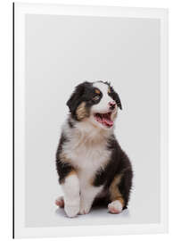 Magnettafel Australian Shepherd Welpe III