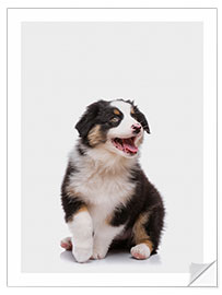 Wall sticker Australian Shepherd Puppy III - Animal Kids Collection