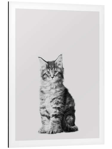 Aluminium print Baby Maine Coon