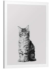 Aluminium print Baby Maine Coon