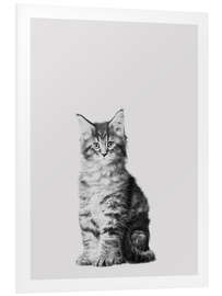 Quadro em PVC Baby Maine Coon