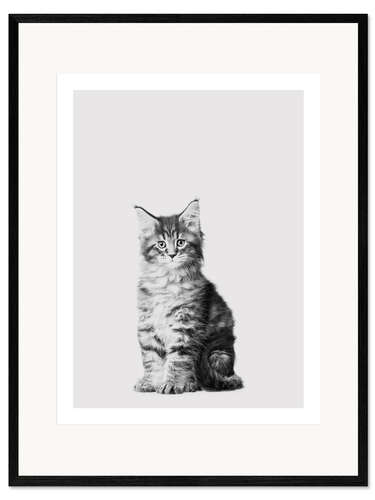 Gerahmter Kunstdruck Baby Maine Coon