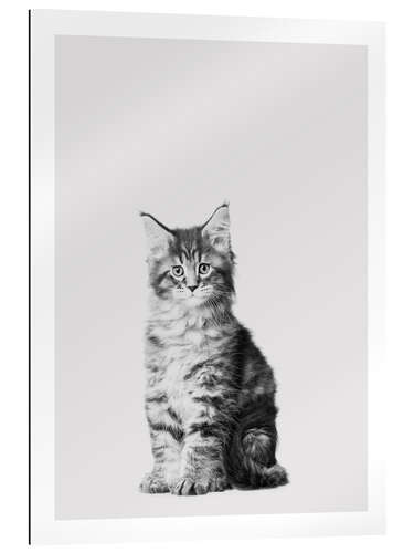 Gallery print Baby Maine Coon