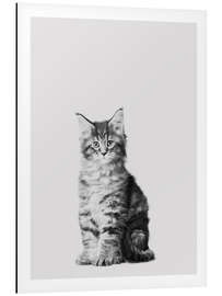 Magnettafel Baby Maine Coon