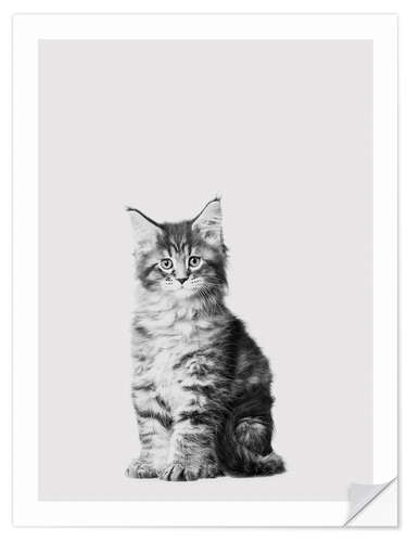 Wall sticker Baby Maine Coon