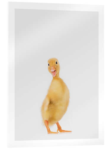 Akrylbilde Duckling III