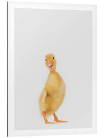 Tableau en aluminium Petit canard III