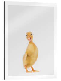 Gallery print Duckling III