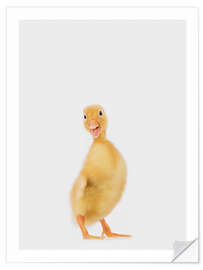 Självhäftande poster Duckling III