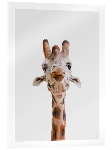 Acrylic print Giraffe Kiss