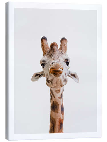 Canvas-taulu Giraffe Kiss