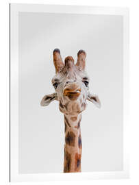 Gallery print Giraffe Kiss