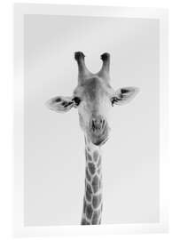 Acrylic print  Giraffe II - Animal Kids Collection