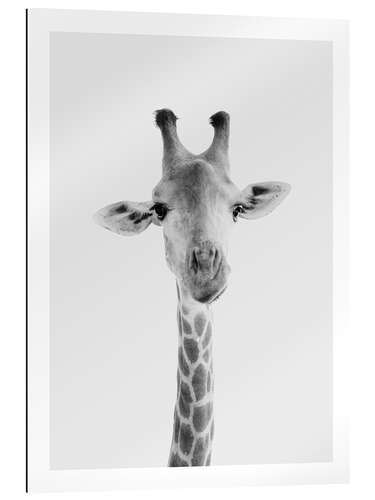 Gallery print Giraffe II