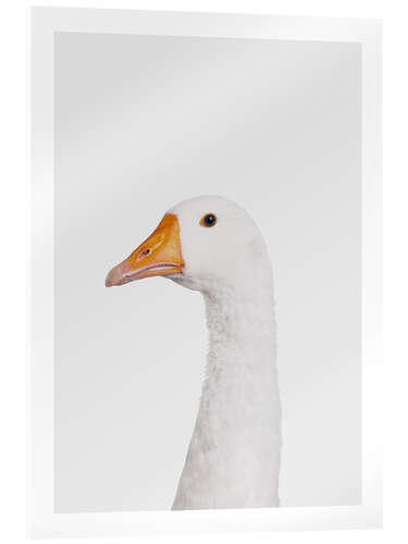 Acrylic print Grumpy Goose