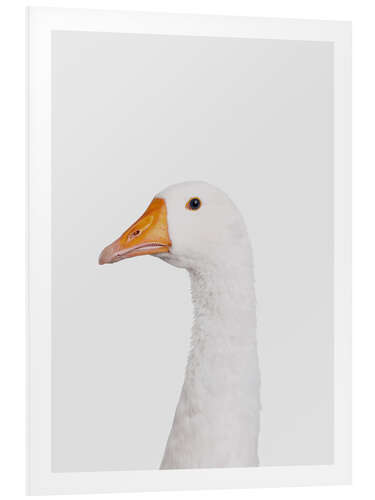 Foam board print Grumpy Goose