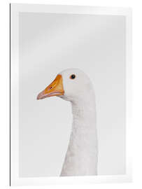 Quadro em plexi-alumínio Grumpy Goose