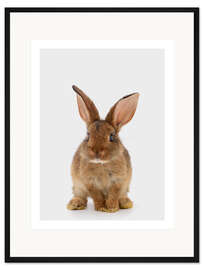 Gerahmter Kunstdruck Braunes Häschen
